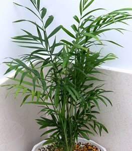 Parlor Palm